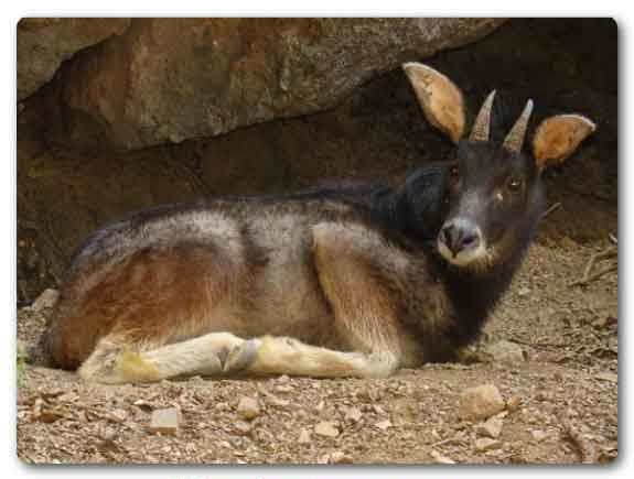  Mizoram State animal, Himalayan serow, Capricornis thar